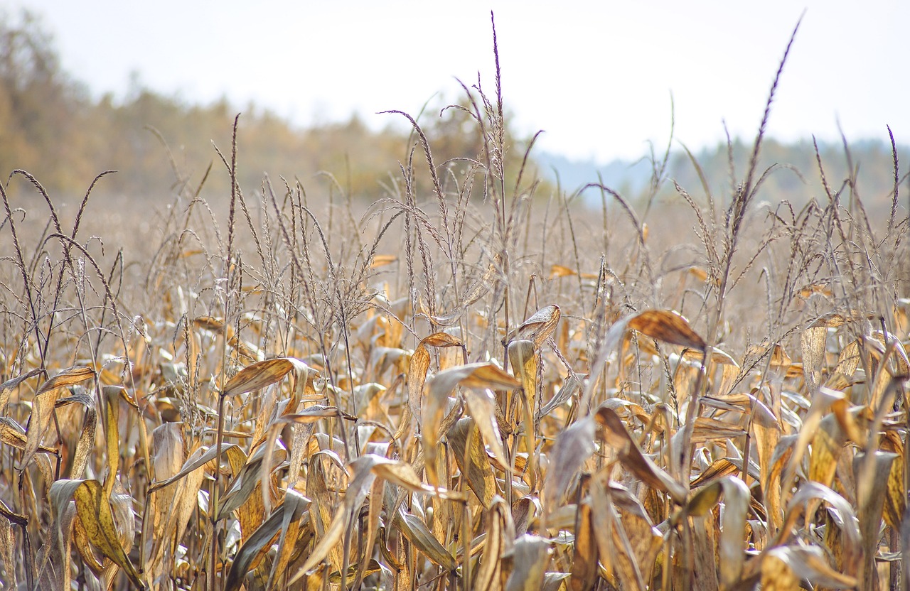 a-field-of-corn-2670887_1280.jpg