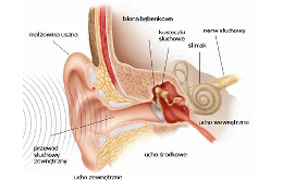 Ilustracja do artykułu miniaturka badanie sluchu.png