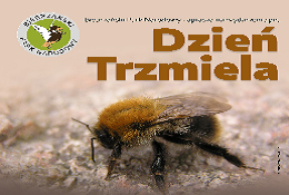 Ilustracja do artykułu Plakat Dzień Trzmiela1@0,5x.png